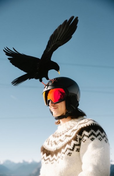 AlpinaVizzard